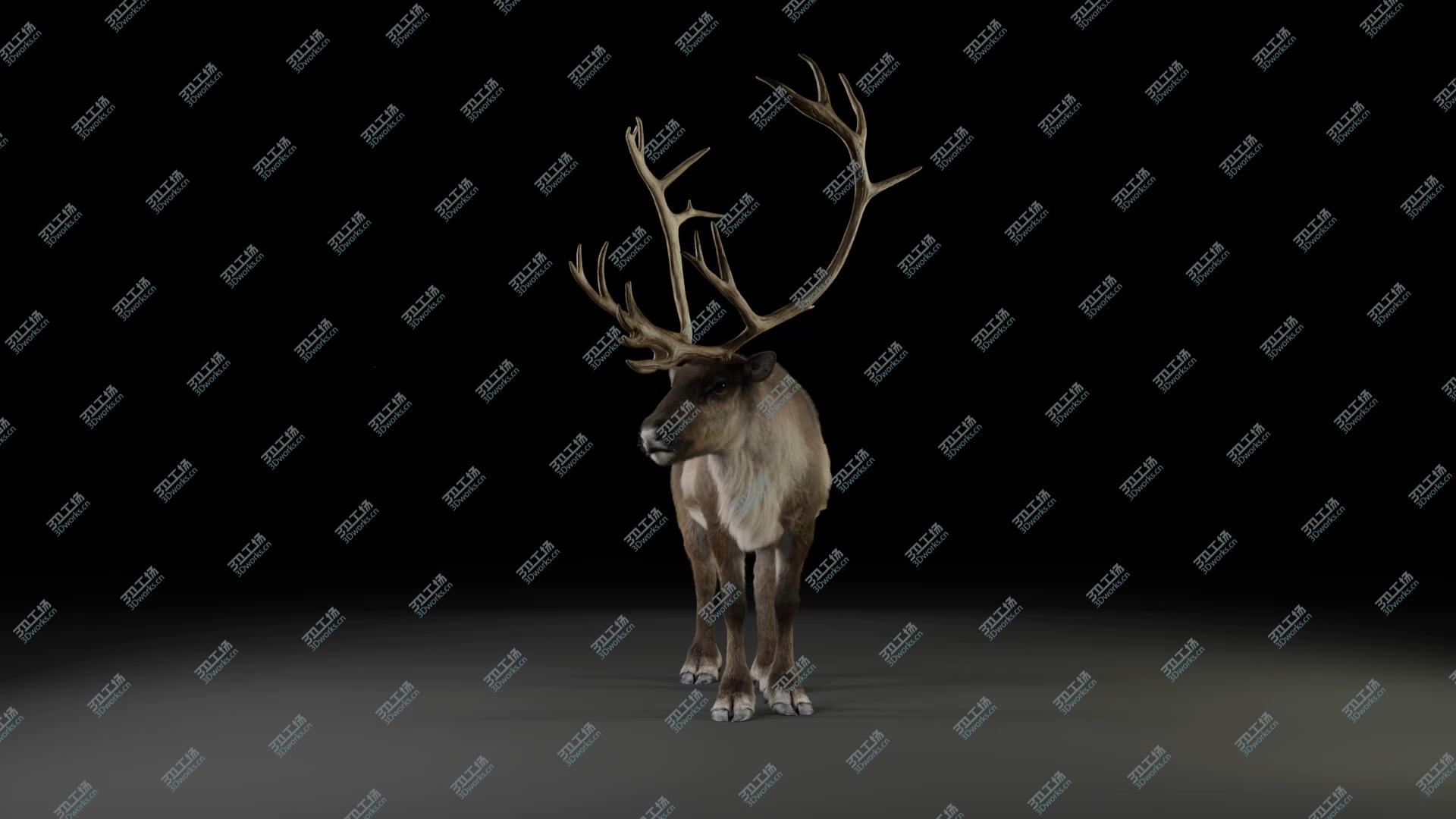 images/goods_img/2021040163/3D Male ReinDeer model/5.jpg
